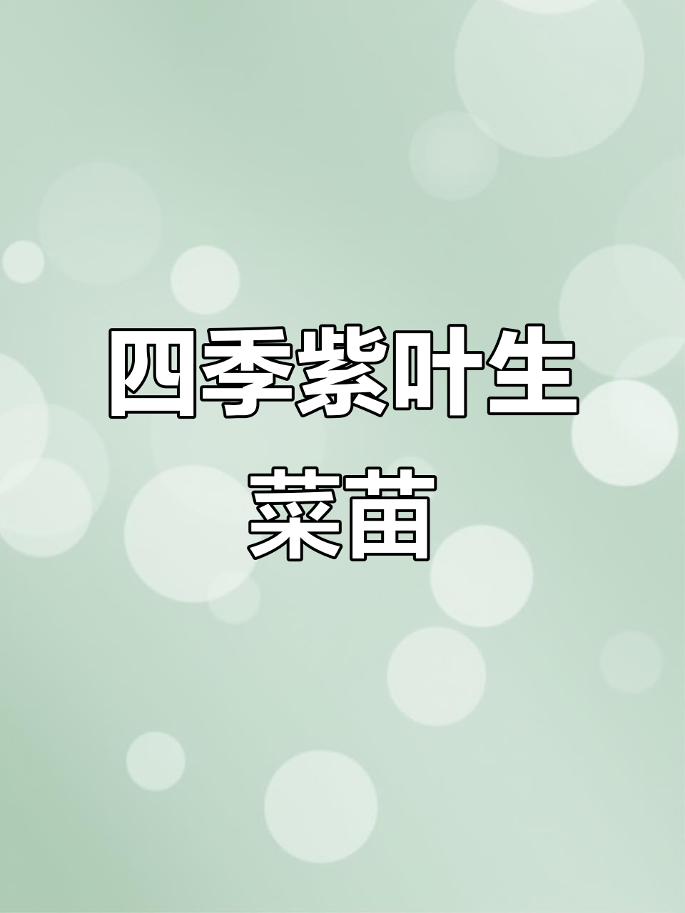 四季紫叶罗马生菜,奶油味盆栽蔬菜种子