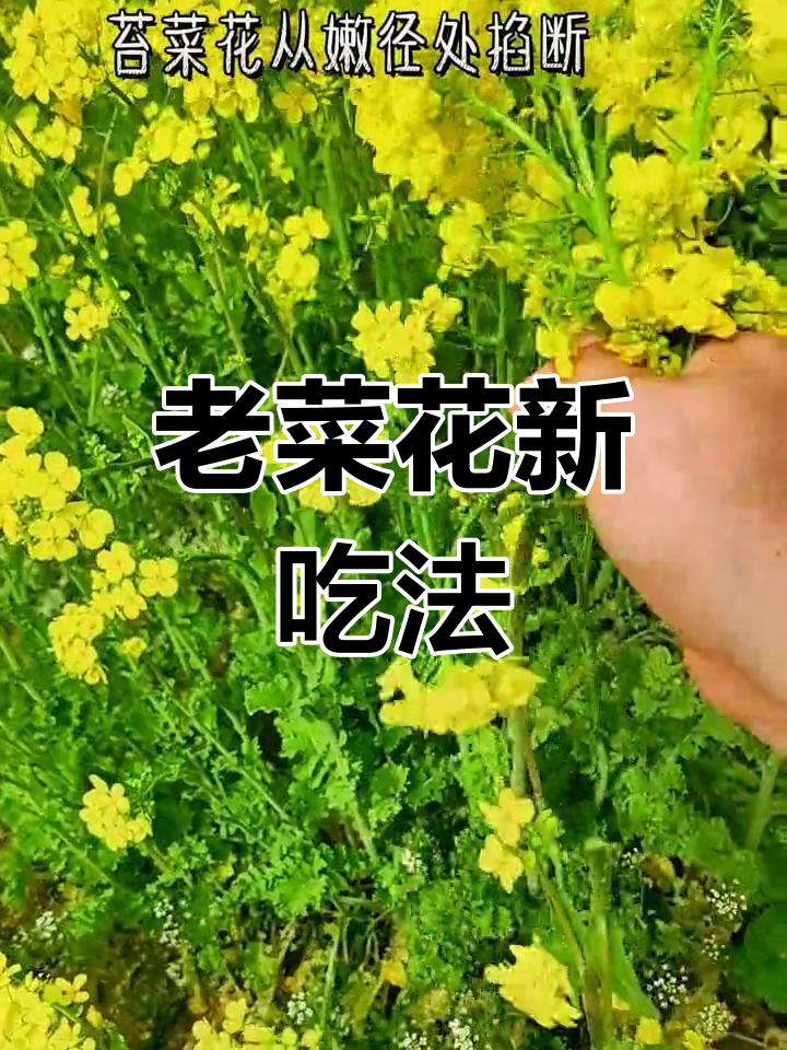 园中老白菜开花,尝了竟如此美味!