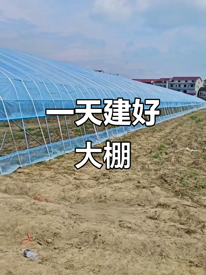 9米宽100长蔬菜大棚,一天搭建完成!稳固又便宜