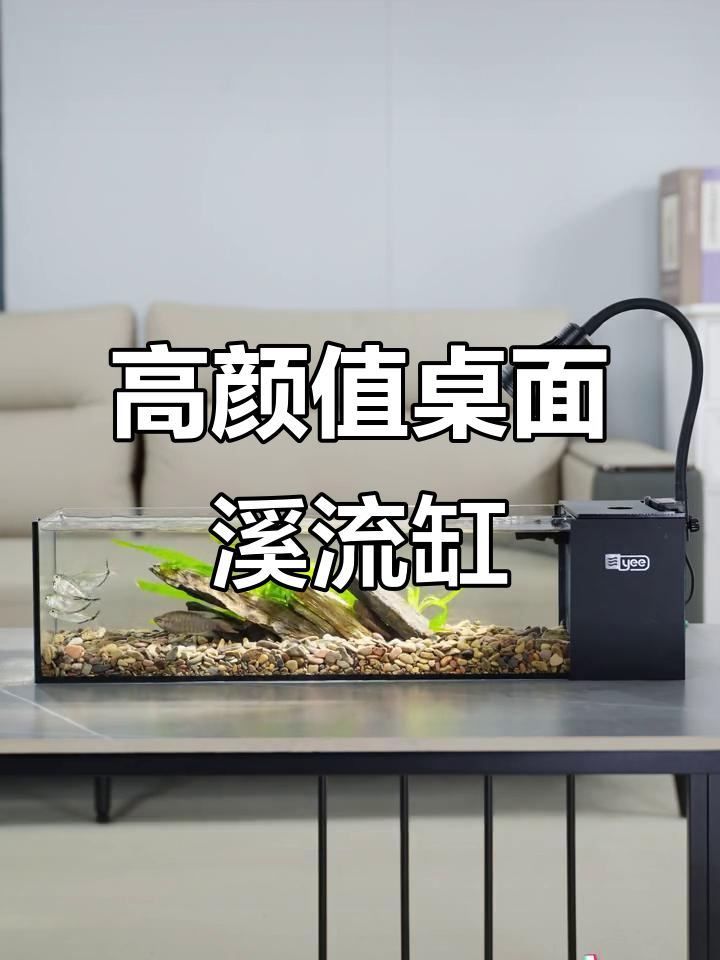 侧滤鱼缸打造自然溪流,家居也能有美景