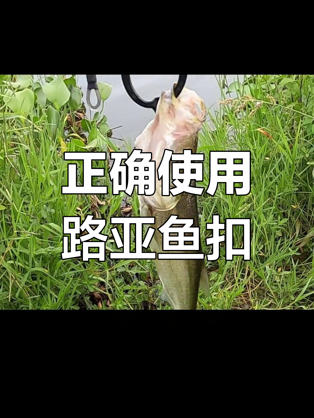 路亚鱼扣使用技巧,轻松穿鳃不伤鱼