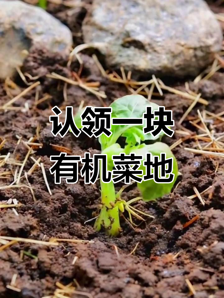 共享菜园，体验生态种植与健康生活