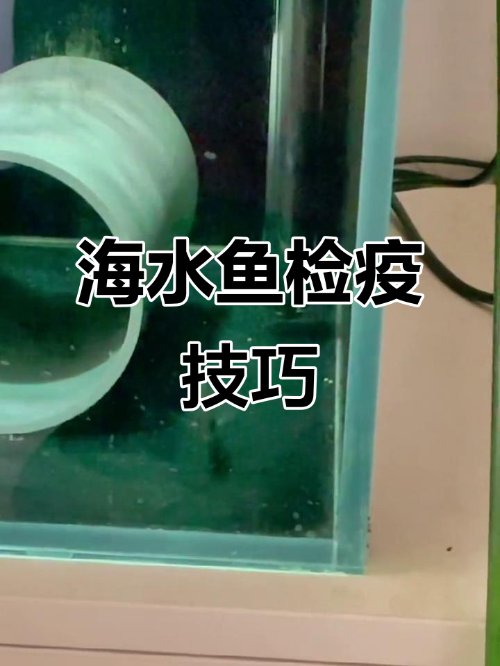 海水鱼检疫与珊瑚养护:纹吊的健康检查