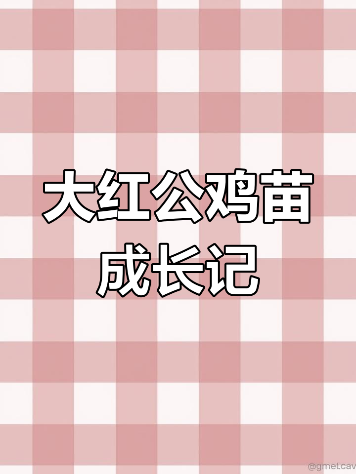 快大型青脚麻鸡苗,两个月增五斤半,四个月长十斤