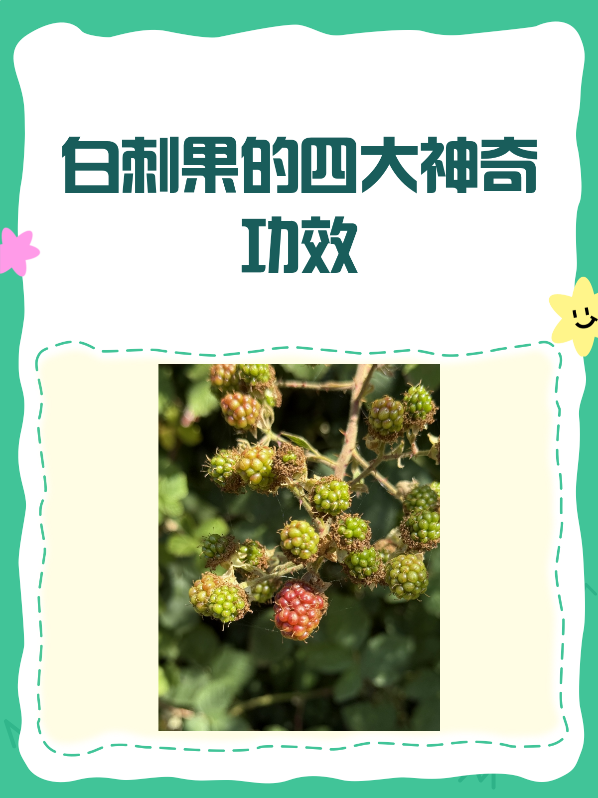 白刺果:天然的药食同源宝藏!