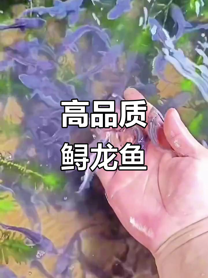 鲟龙鱼：观赏与养殖两不误，最大能长200斤