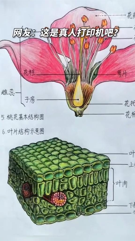 太惊艳了!男生手绘教科书式寒假作业(来源见水印)