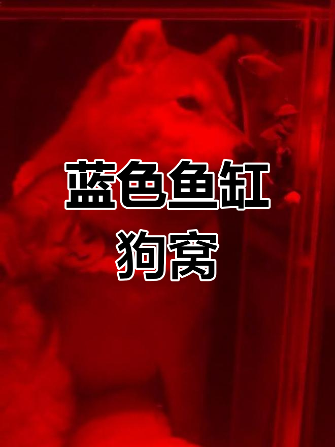 鱼缸狗窝让柴犬和柯基乐翻,气氛灯却有点奇怪