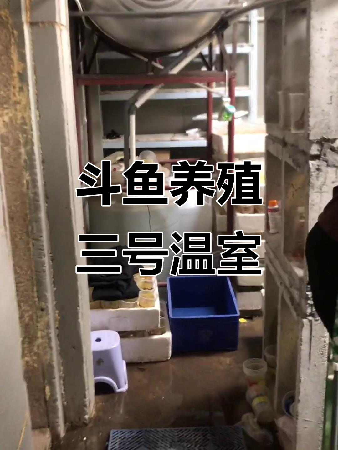 斗鱼养殖温室爆棚,新品带鱼也快上架了