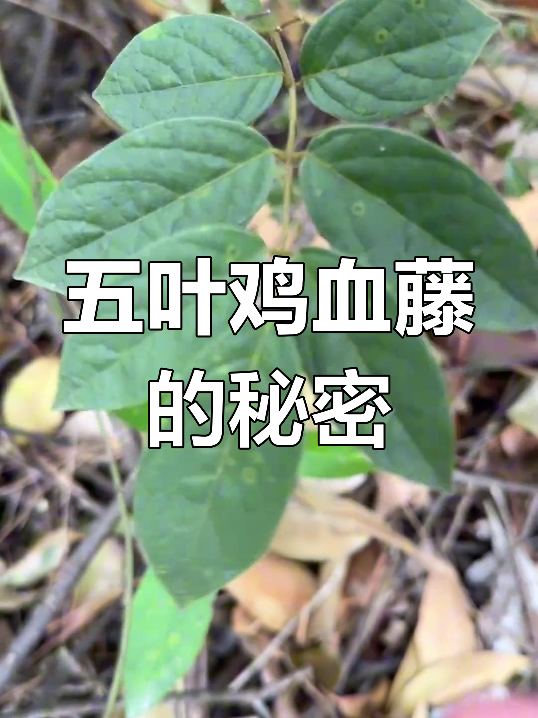 山坡上的五叶鸡血藤,稀有又神奇