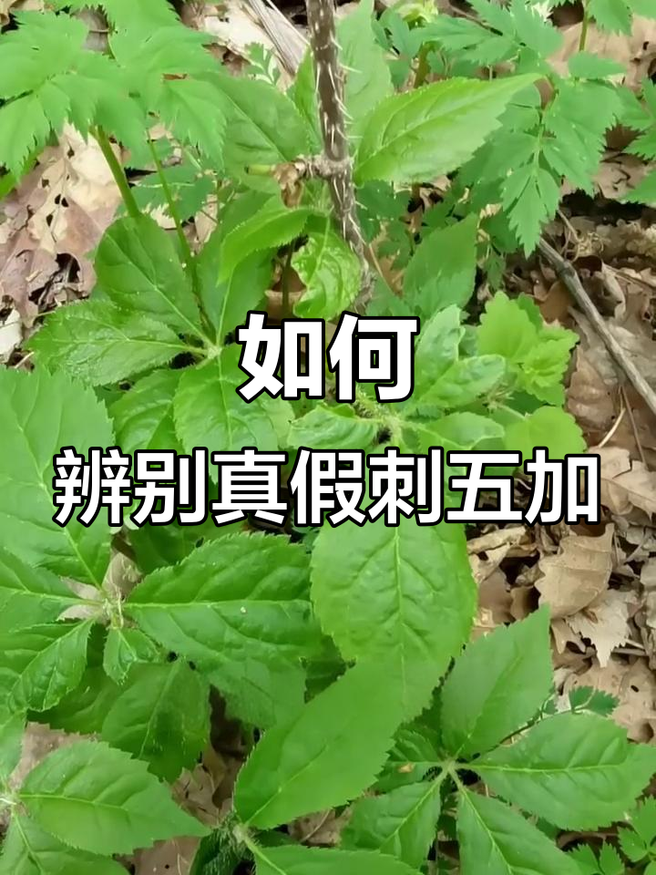 刺五加:从野生到常见,如何挑选正宗的野菜?