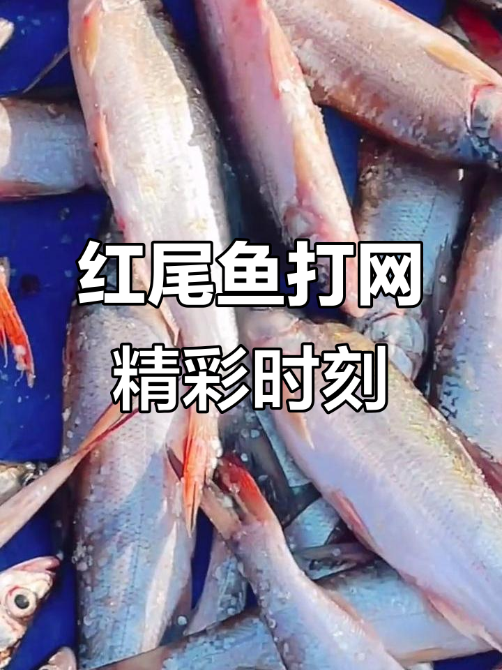 镜泊湖红尾鱼网捕瞬间,惊艳全场!