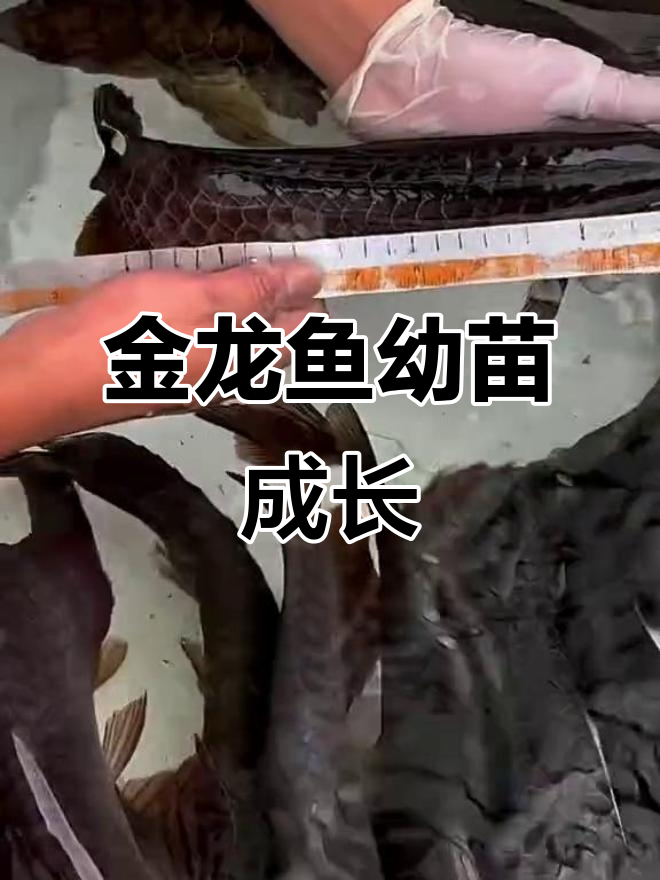 新加坡金龙活鱼幼苗，小鱼苗成长记