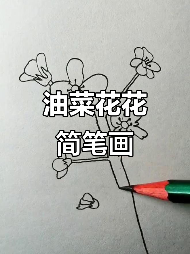 简单步骤教你画油菜花,轻松上手!