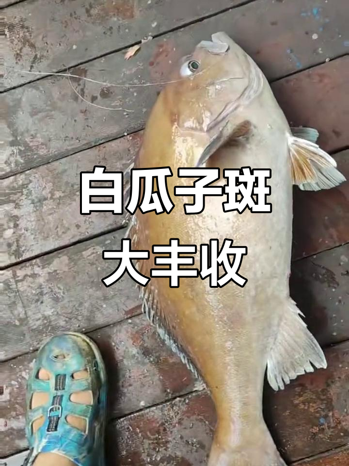 水中劳斯莱斯白瓜子斑，重达十多斤！