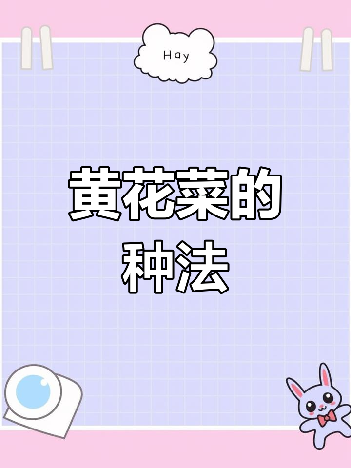 黄花菜种植全攻略,轻松学会