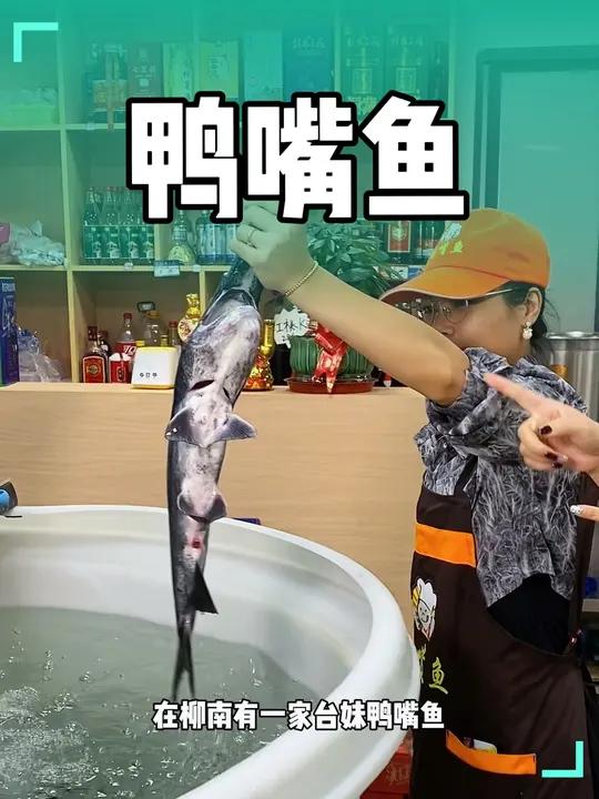鸭嘴鱼吃过吗,就是鱼嘴很像鸭子嘴巴吧鱼。鸭嘴鱼 吃鱼 台妹嘎嘎香鸭嘴鱼 双十一