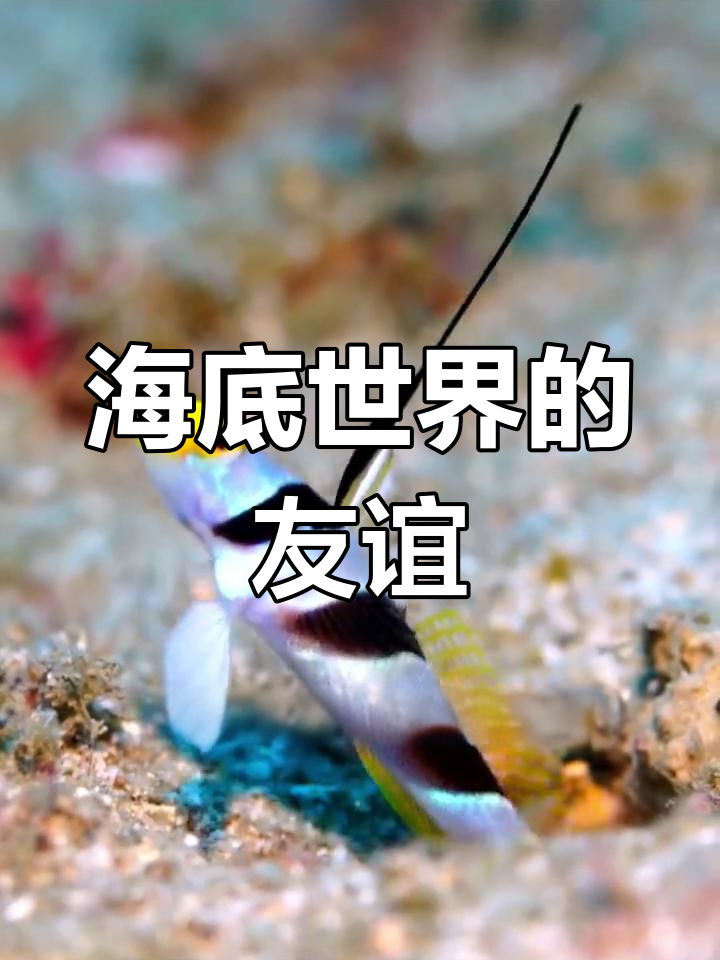 枪虾与虾虎鱼的完美共生