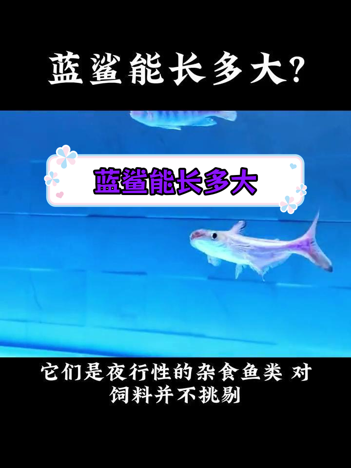 蓝鲨的体型与养殖技巧