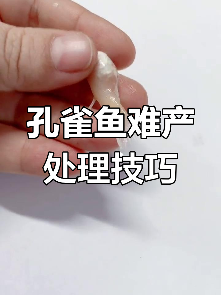 孔雀鱼难产怎么办?催生、助产到剖腹产的应对方法