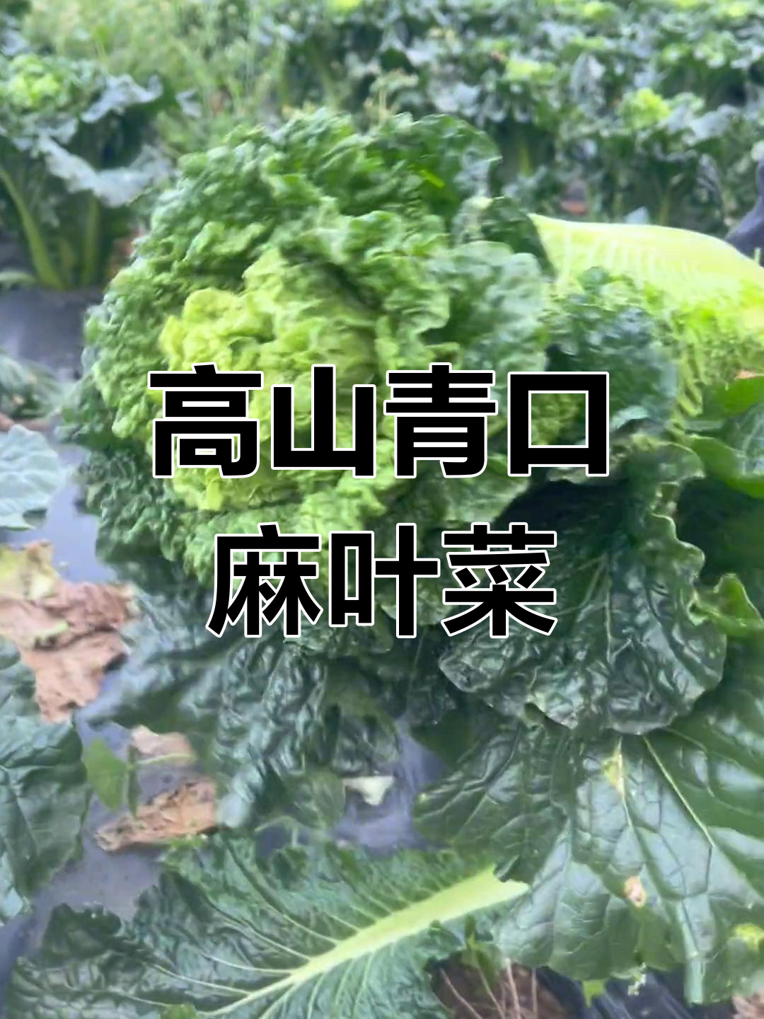 贵州高山青口麻叶菜,冬季口感最佳,软甜可口