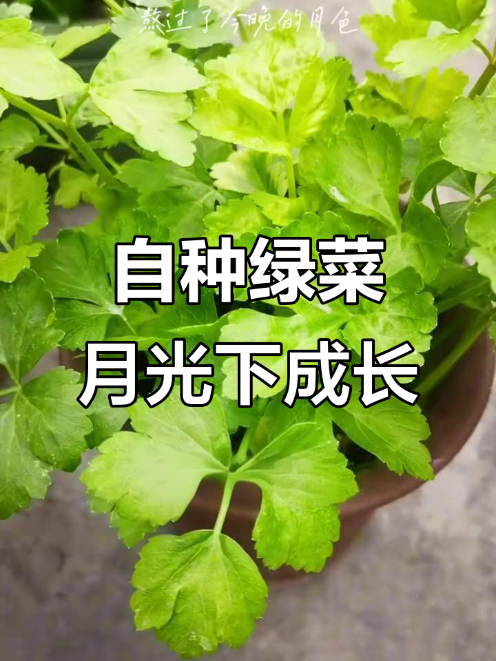 纯天然绿色蔬菜种植,月色下的田园风光与心境