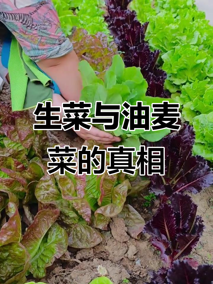 你以为生菜和油麦菜是两种不同的蔬菜?其实它们都是莴苣!