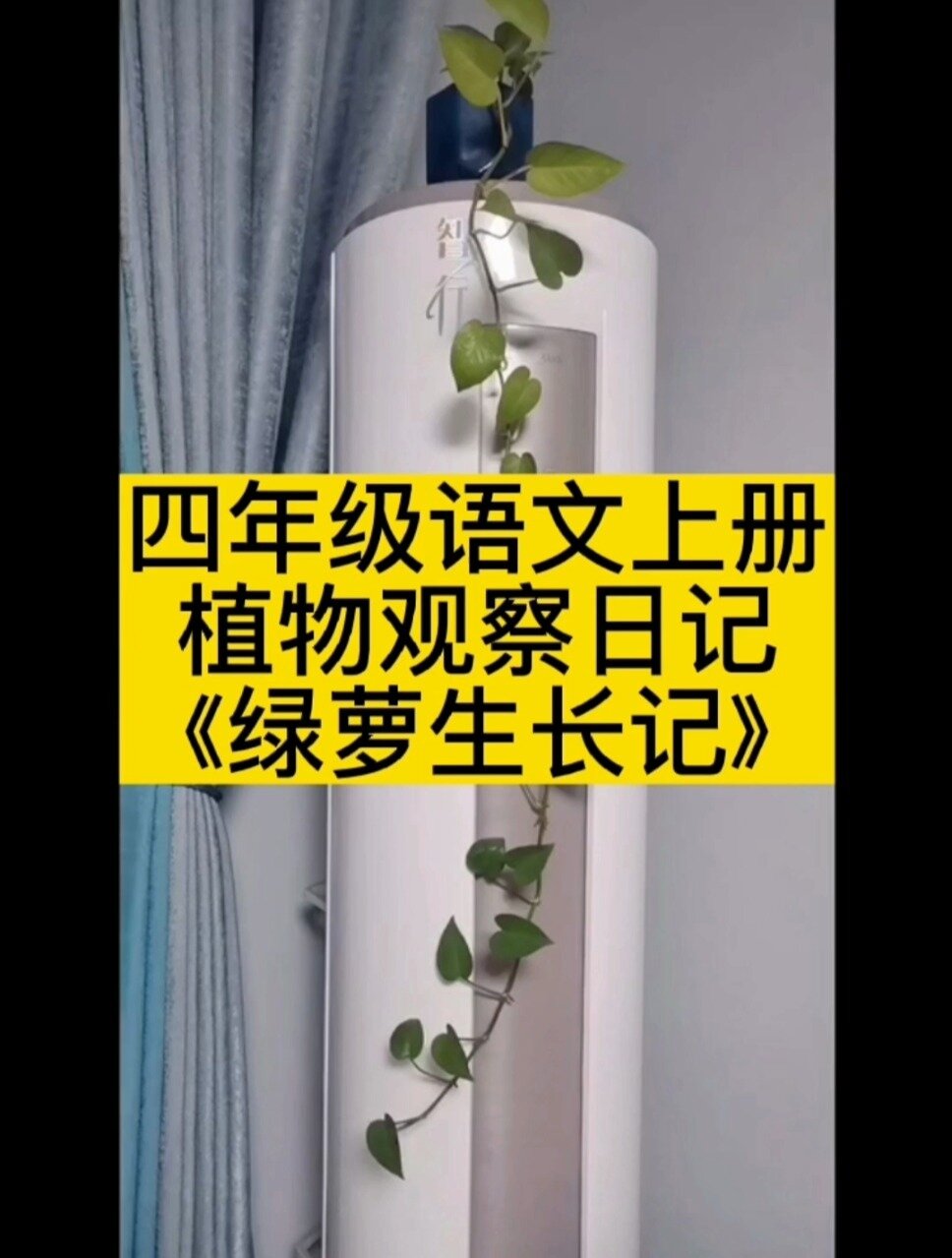 小学语文四年级上册《绿萝观察日记》
