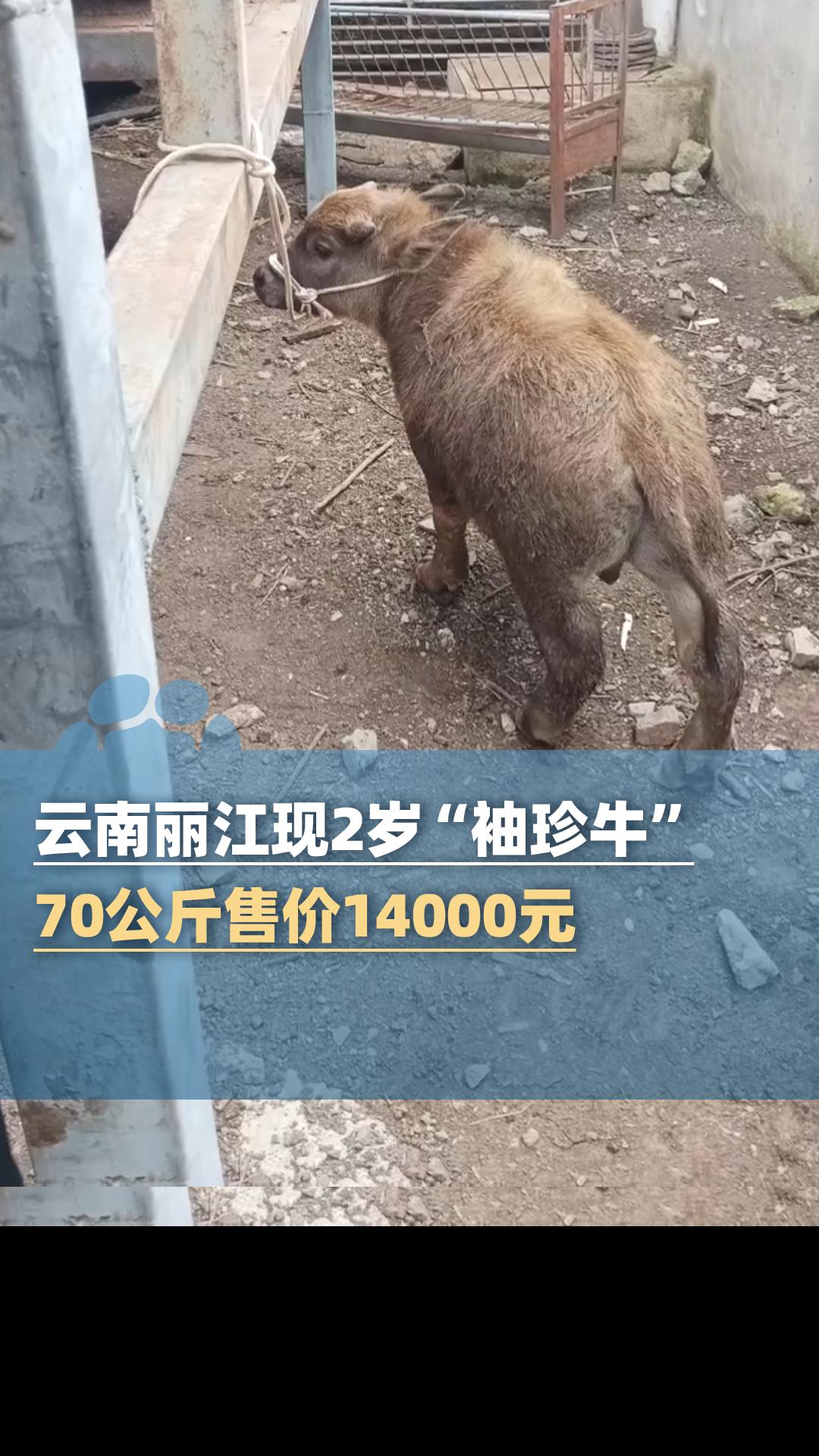 云南丽江现2岁“袖珍牛”,70公斤售价14000元