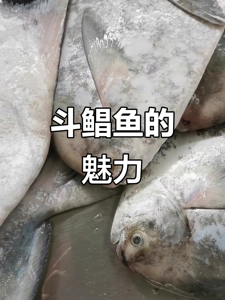 斗鲳鱼:美味与挑战的完美结合
