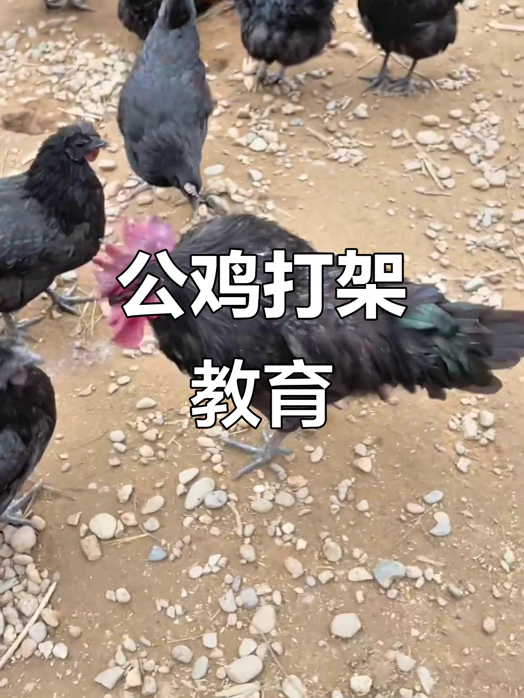 大公鸡挑战黑公鸡,竟然敢啄我外甥女!