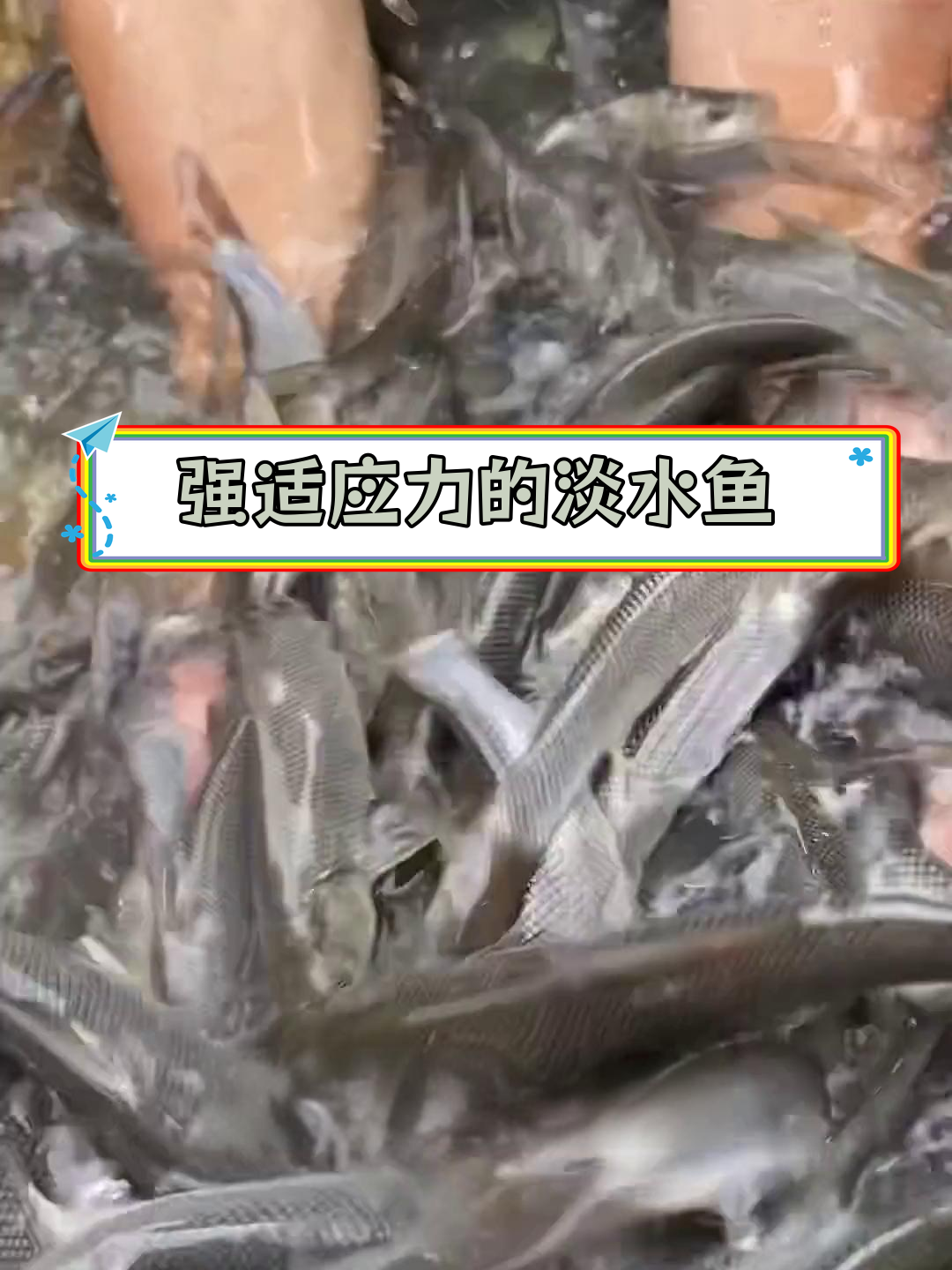淡水银鳕鱼:生命力强的观赏鱼类