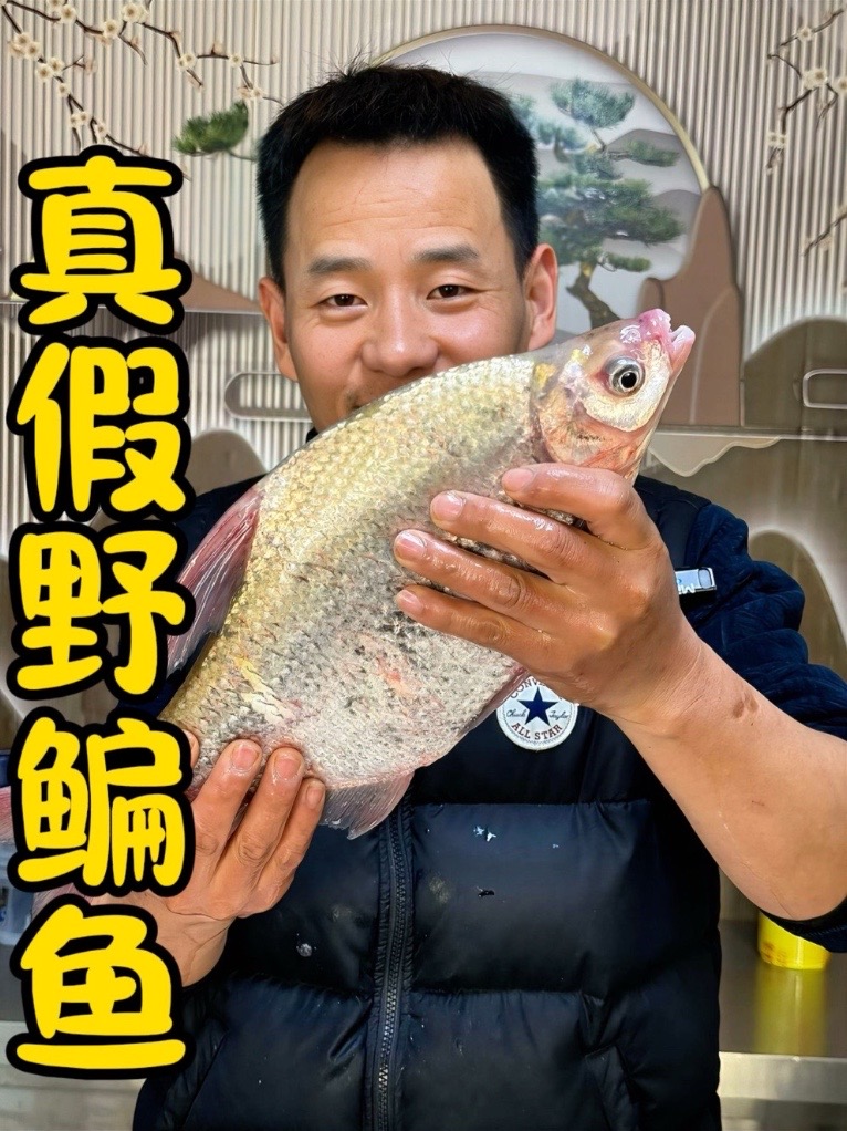 真假野生鳊鱼大揭秘!厚嘴唇及多鳍特征助你区分