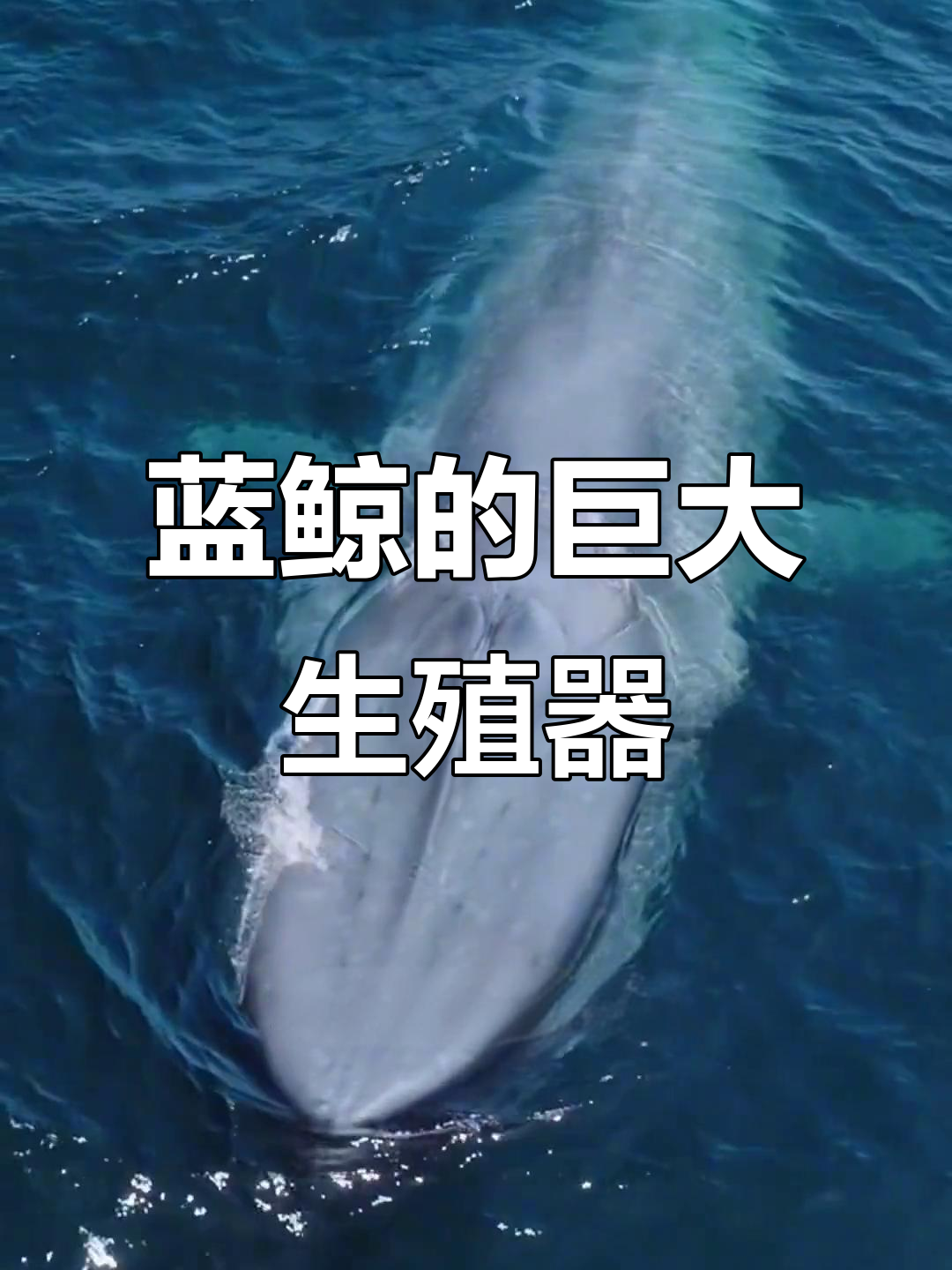 蓝鲸的惊人秘密:生殖器官比你想象的大得多