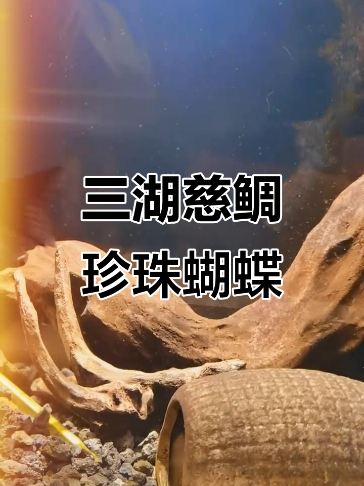 珍珠蝴蝶:三湖慈鲷的缸霸传奇