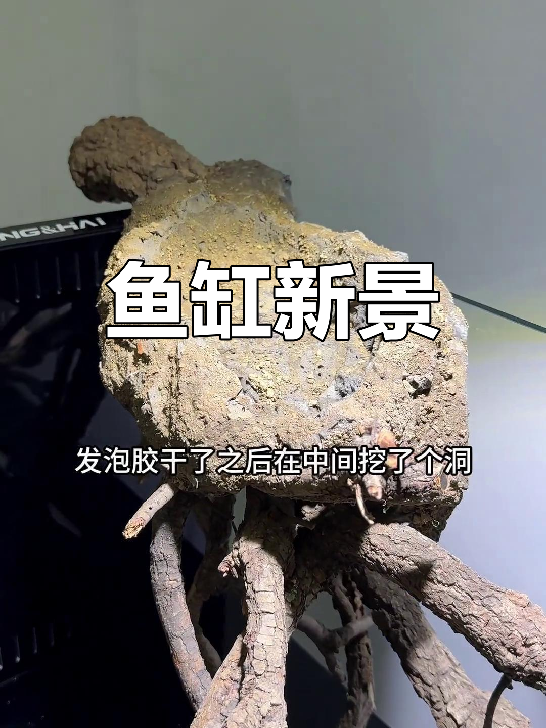 新鱼缸装饰完成,风格独特!