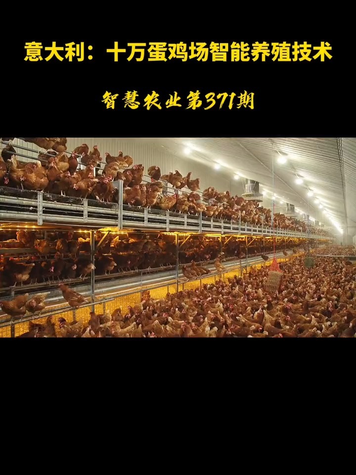 十万蛋鸡养殖技术,每天能产蛋几十万颗