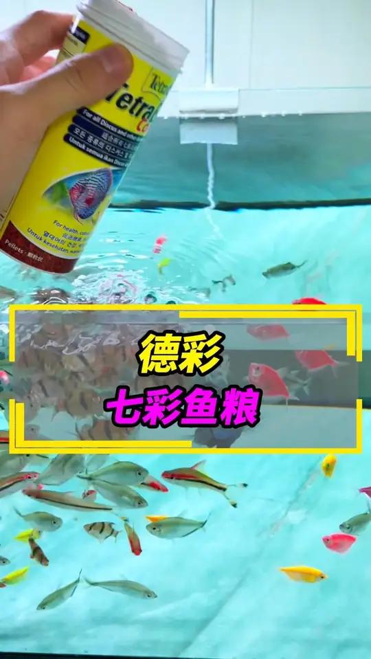 德彩不止七彩神仙鱼粮～