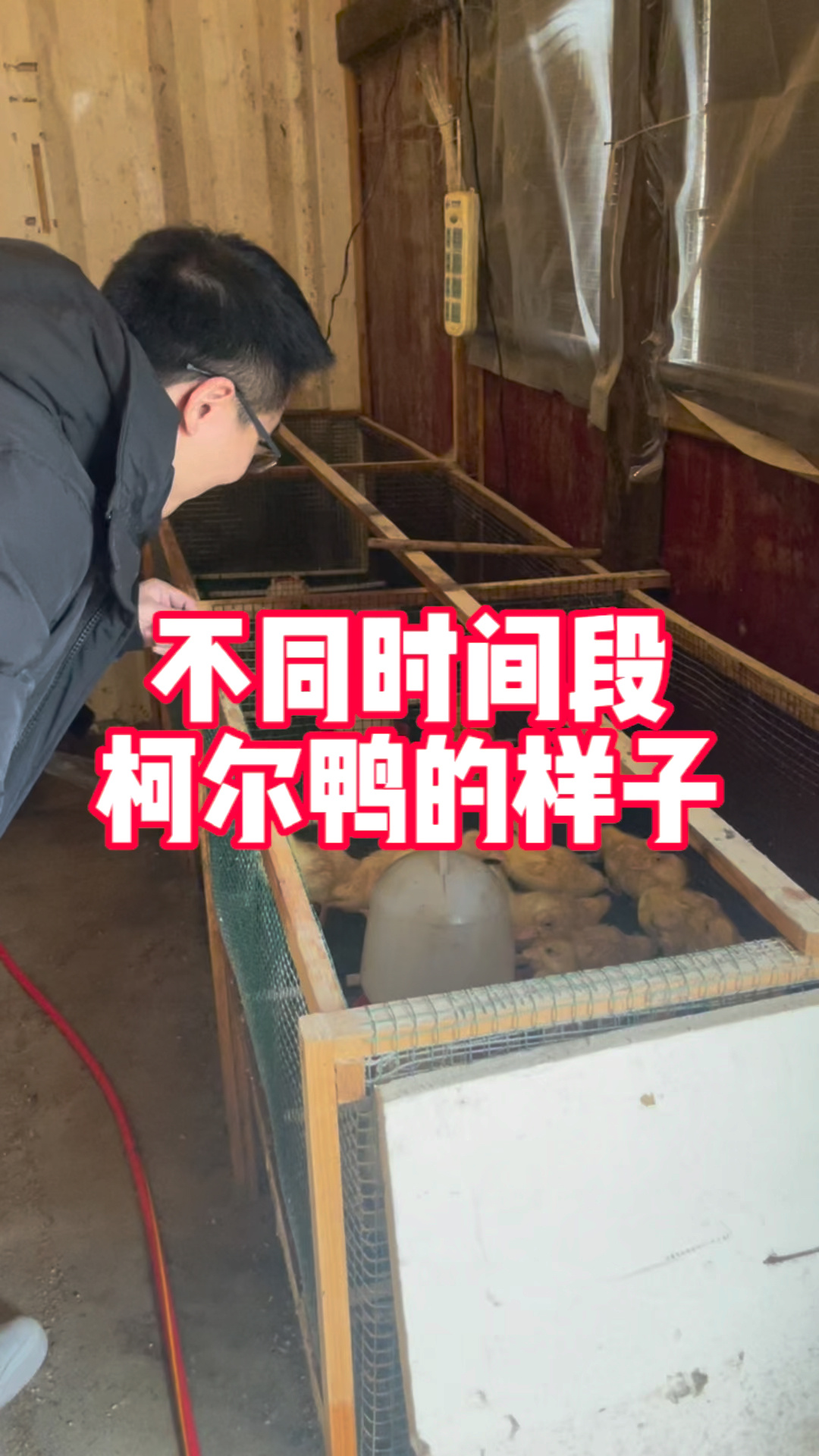 不同时间段柯尔鸭的样子