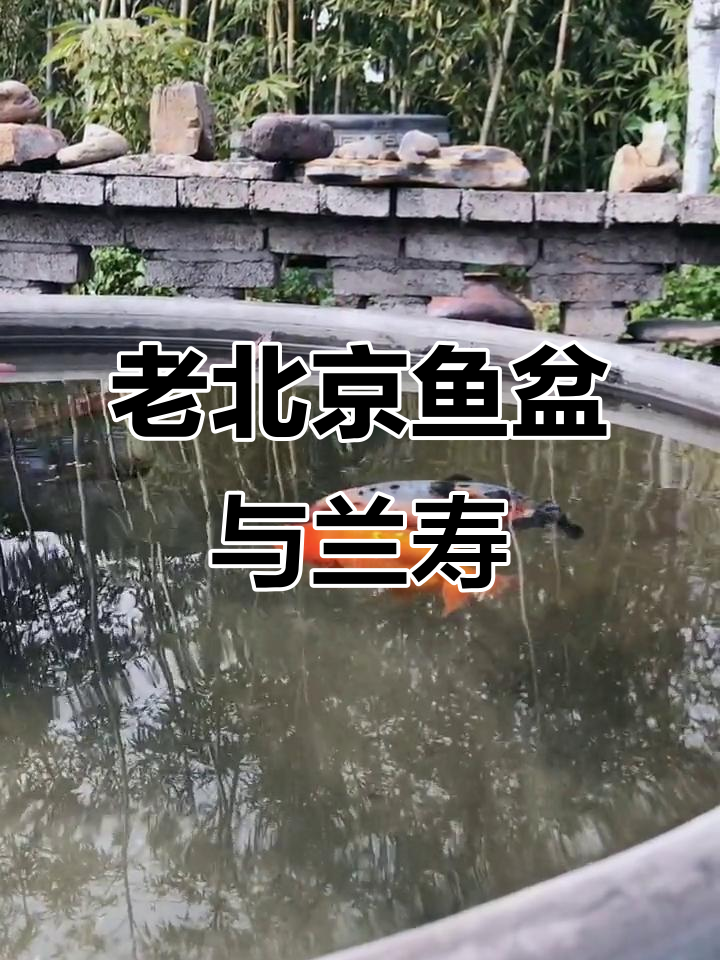 古法养鱼,兰寿金鱼在老北京鱼盆中的魅力