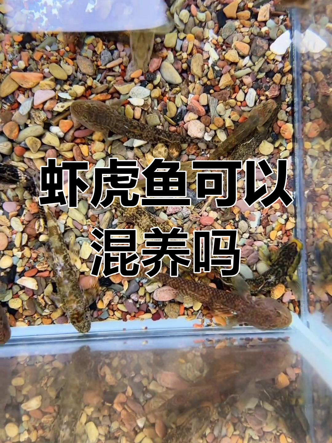 虾虎鱼混养大挑战:能和平相处吗?