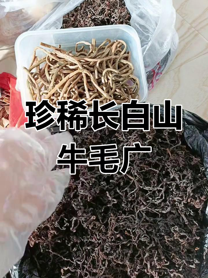 长白山野生牛毛广:珍贵微菜,人工晾晒的独特美味