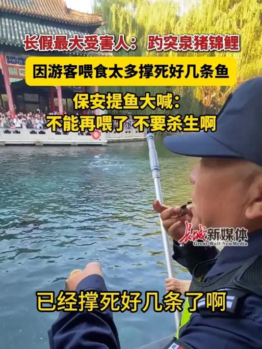 长假最大受害人:趵突泉“猪锦鲤”。因游客喂食太多撑死好几条鱼,保安提鱼大喊:不能再喂了,不