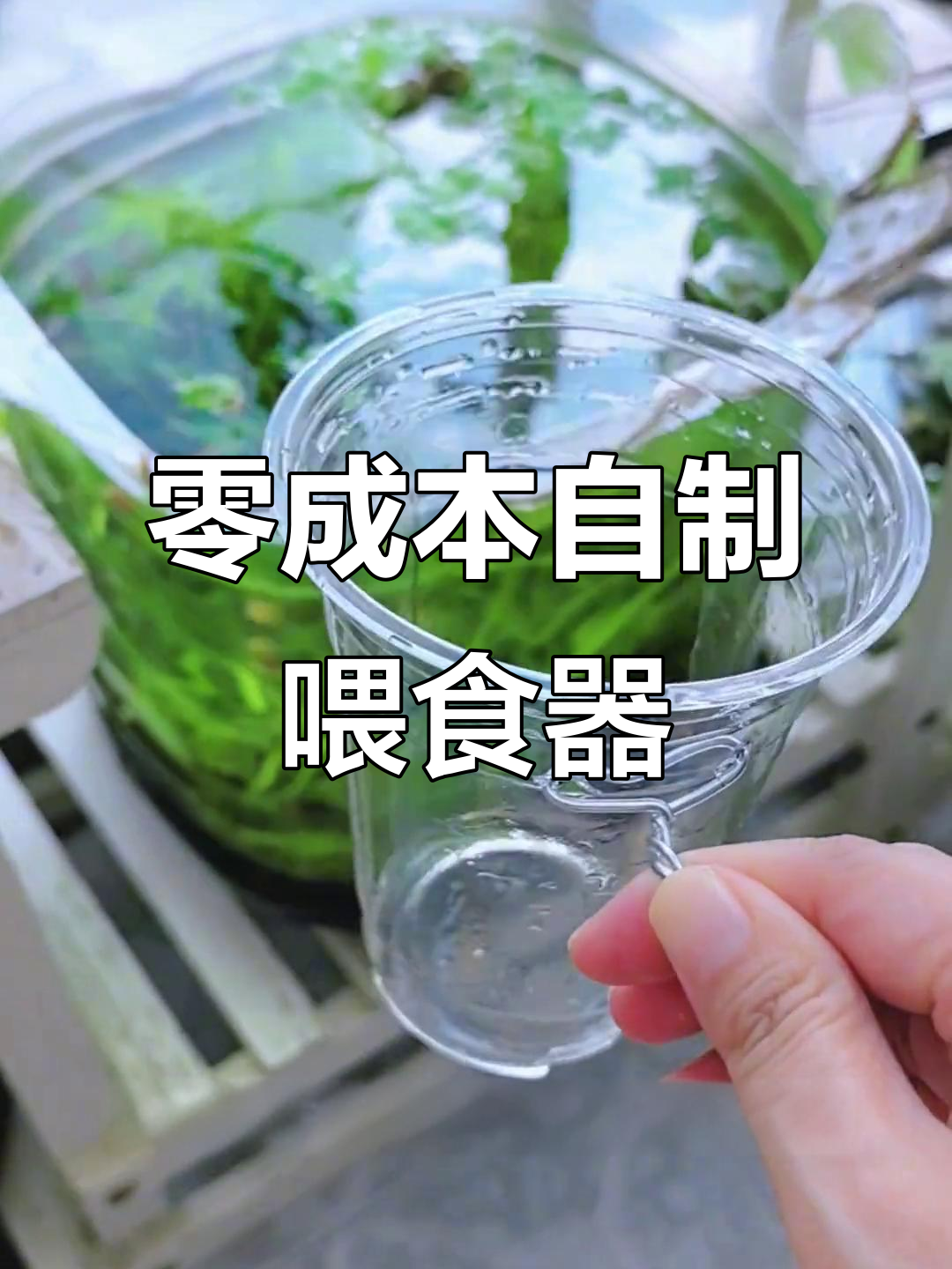 自制零成本喂食器,让鱼粮不沉底,水质更清新