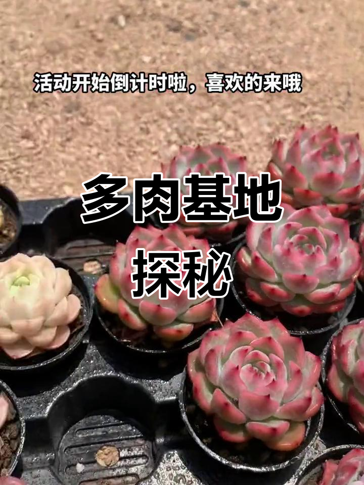 精控多肉基地：大棚里的秘密与挑战