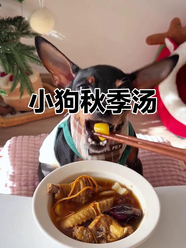 秋天第一碗板栗山药鸡汤,小狗也喝上了!