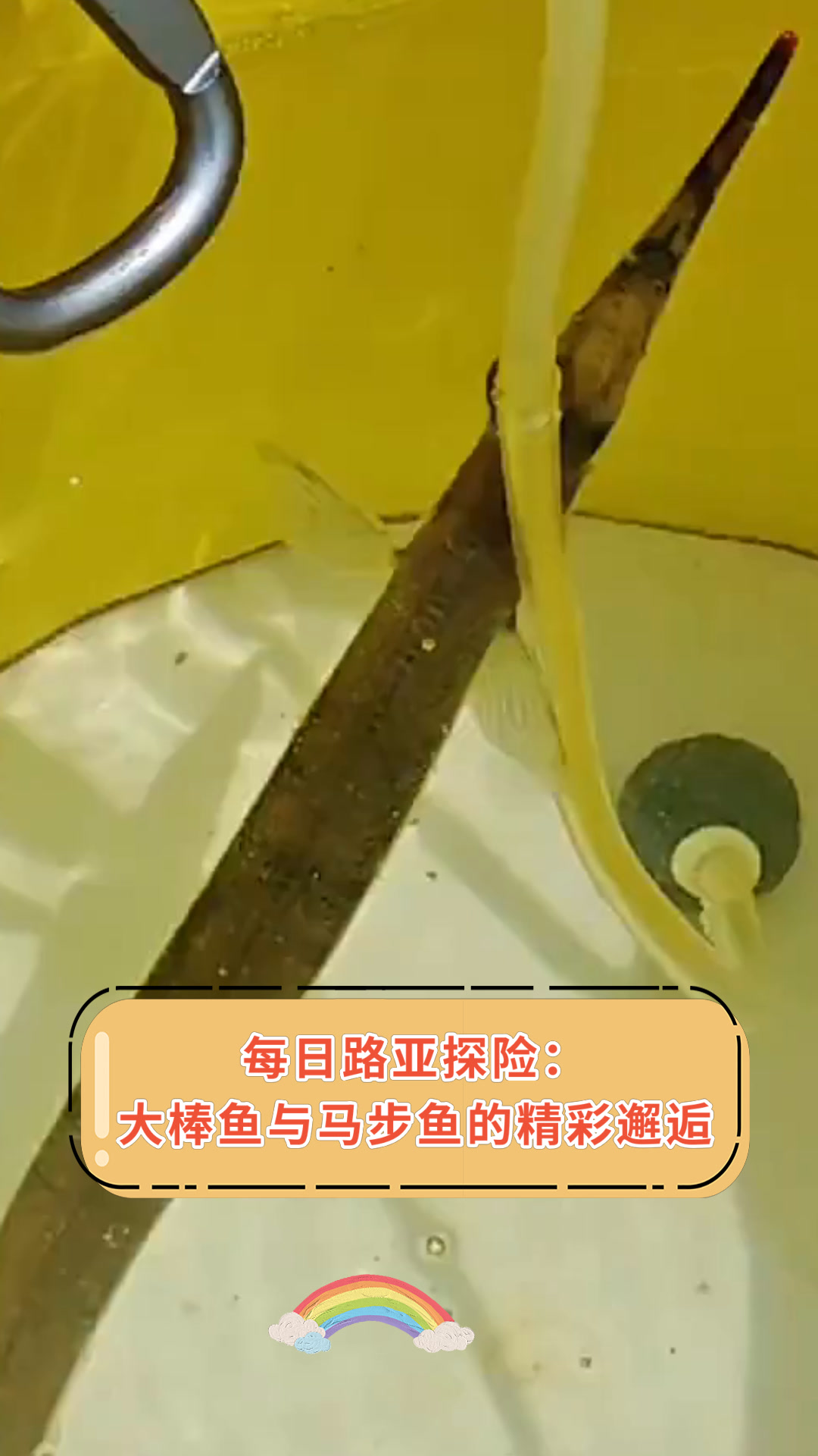 每日路亚探险:大棒鱼与马步鱼的精彩邂逅