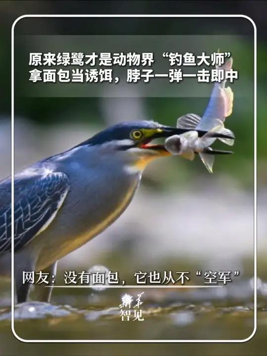 原来绿鹭才是动物界“钓鱼大师”!拿面包当诱饵,脖子一弹一击即中,网友:没有面包,它也从不“