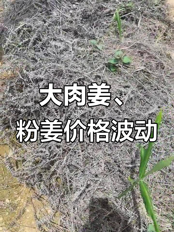 今年姜价大变,猪脚姜也难求!赶紧种上吧