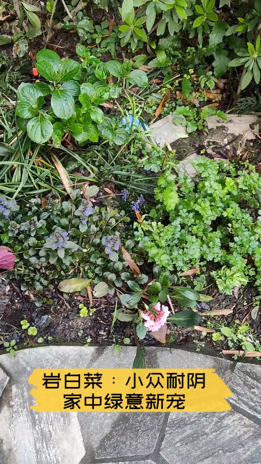 岩白菜:小众耐阴,家中绿意新宠